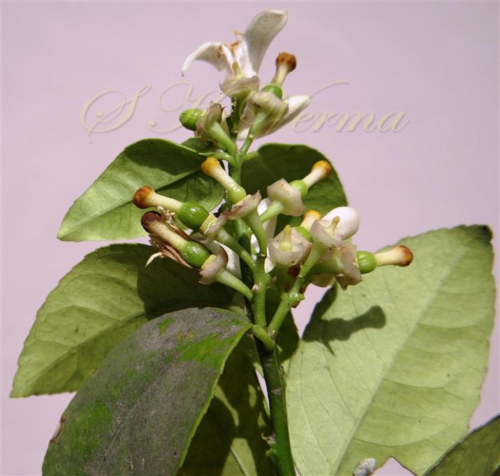  Inflorescence